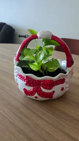 Money plant[pothos]