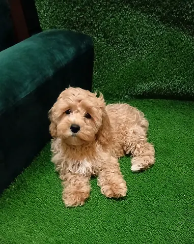 Maltipo puppy