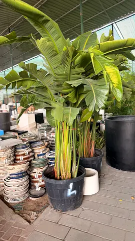 XXL Bird of Paradise ~ China 🇨🇳 ~ 2/2.5m ht