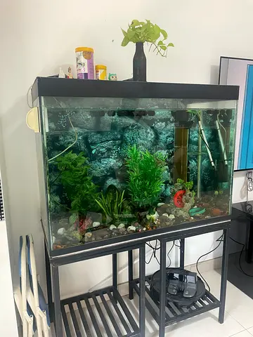 Complete freshwater aquarium with stand, filter and decorations 100*70