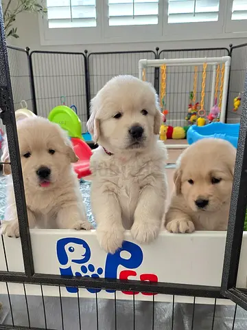 Golden Retriever puppies