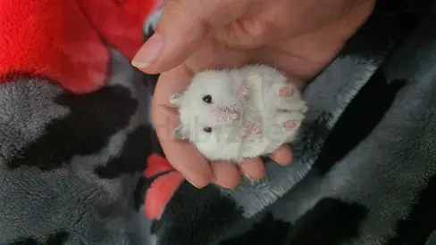 5 hamsters