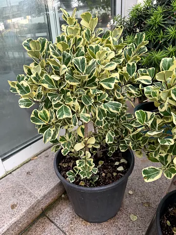 Variegated Ficus microcarpa (Ficus microcarpa ‘Variegata’)