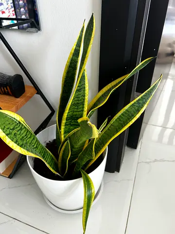 Bundle of different indoor plants