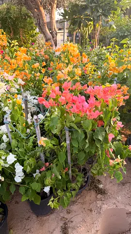 Bougainvillea Outdoor ~ 80-100cm ht