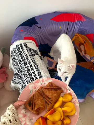 Free for adoption Sweet 1-Year-Old FIV+ Cat Looking for a Caring Home