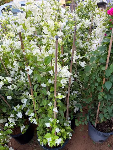 Bougainvillea glabra White ~ 140/160cm ht