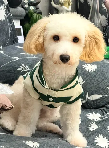 Friendly dog
