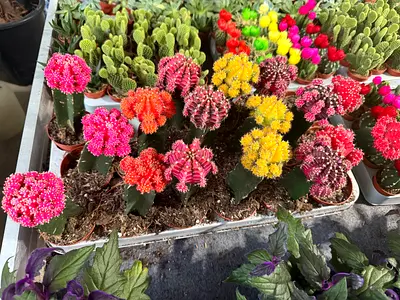 Moon Cactus ~ Multiple colors Available ~ 12/15cm ht ~ Holland 🇳🇱