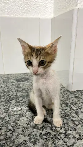Young female kitten looking for a loving home (1 month old)