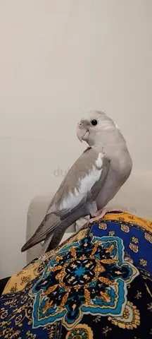 Hand-raised white-faced cockatiel
