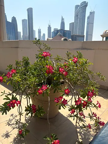 Desert rose for sale