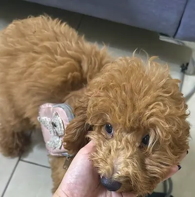 Adorable small brown poodle looking for a new home