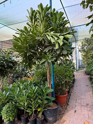 Plumeria Big ~ 2.5/3m ht
