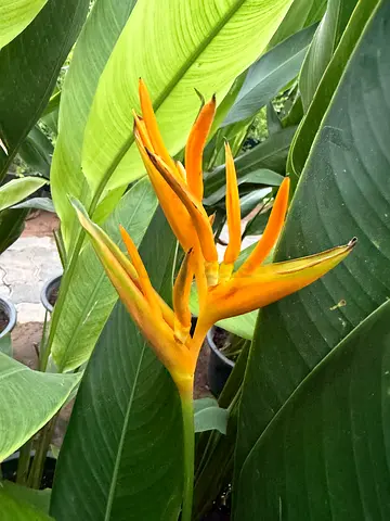 Parakeet Flowers ~ Parrot’s Beak