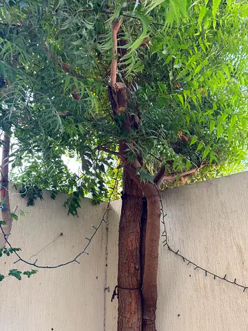 Full grown Neem  tree