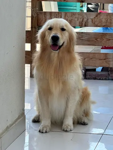 4 years old GOLDEN RETRIEVER – LOVING HOME NEEDED 🏡❤️