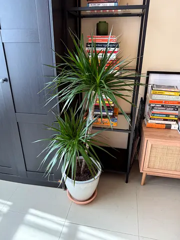Plant dracaena
