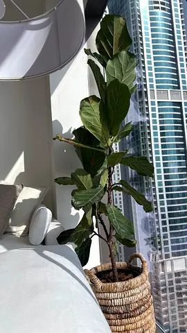 Large Fiddle Leaf Fig (Ficus lyrata) in Woven Basket - Indoor Plant