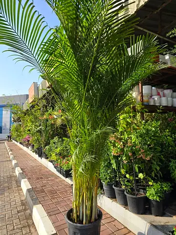 Areca Palm (Set of Mature Potted Areca Palms) - Healthy Indoor/Outdoor Plants