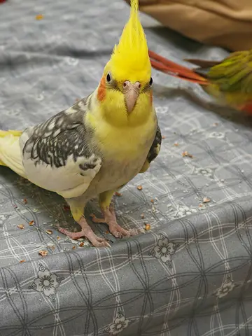 Healthy cockatiel