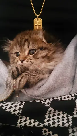 Long haired Scottish fold/munchkin kittens looking for a loving home both loving (approx. 6 months)