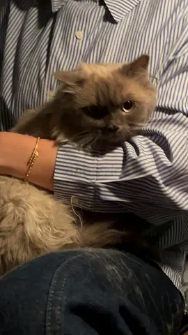 super Friendly and loving 1 year old long-haired gorgeous male cat available for adoption