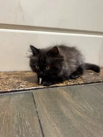 Young long-haired black Persian kitten looking for a home