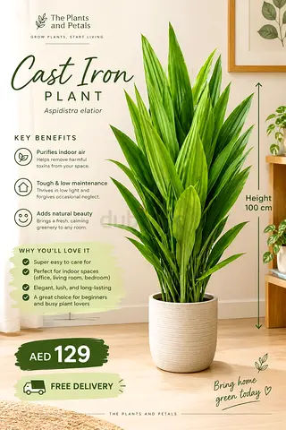 Cast Iron Plant 100cm Live Plant