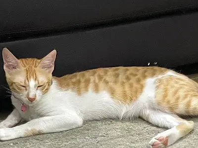 Friendly orange & white cat available for adoption - playful and calm