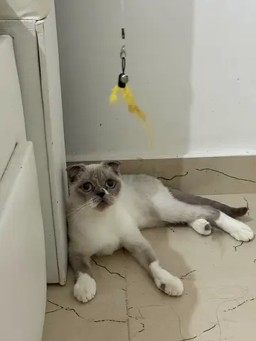 Free adoption ! 🐱Beautiful himalaya mix scottish female cat🐱