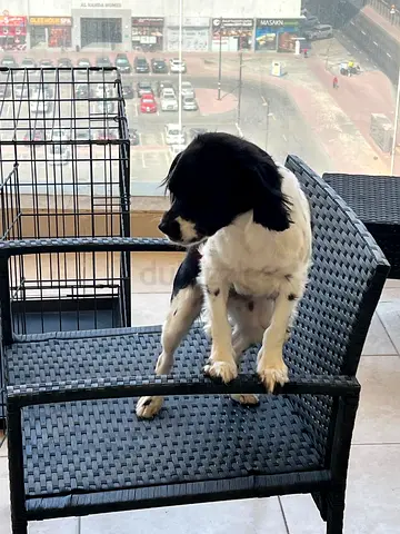 Young black and white small dog available for adoption - friendly