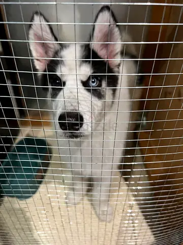 Young Husky Puppy with Blue Eye - Ready for Adoption