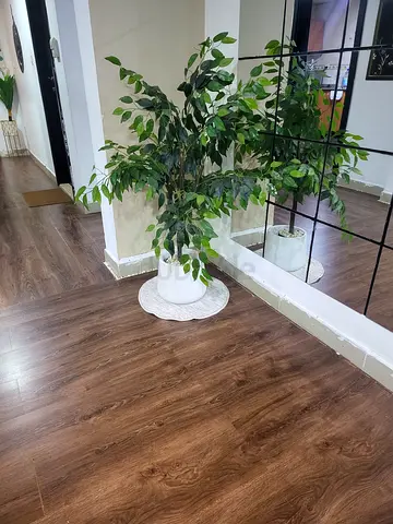 Decorations plant