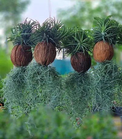 Handcrafted Hanging Air Plant (Tillandsia) in Natural Coconut Shell | Imported from Holland, Size 20
