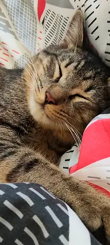 Intelligent and lovely male cat for free adoption.