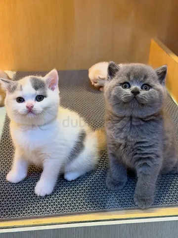 Adorable purebred kittens