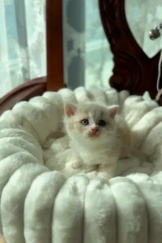 Munchkin Dwarf kitten