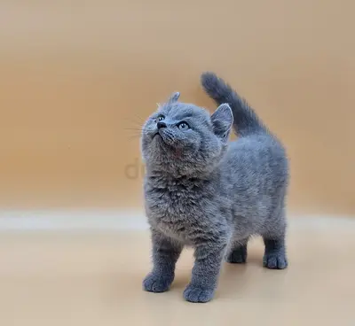 British Shorthair , Scottish Fold,  American Curls