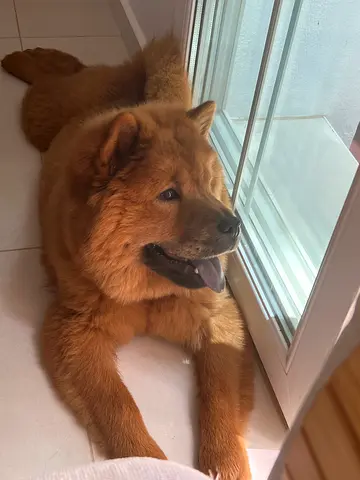 Meet Brownie — Our Lovely Chow Chow Looking for a Loving Home