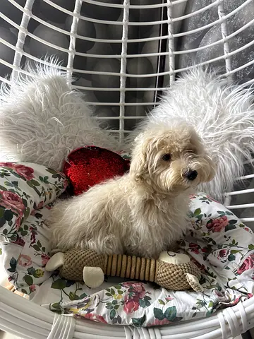 Maltipoo Puppy ( Dog)