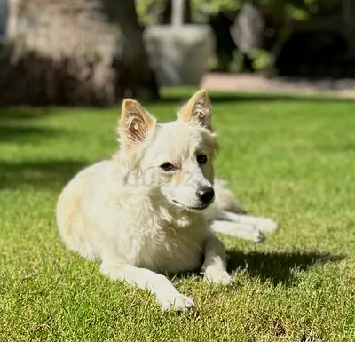 Friendly japanese spitz available for adoption