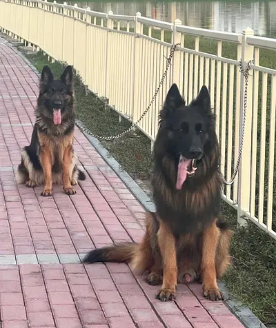 Pure German Shephered male and female dogs and one male maltese