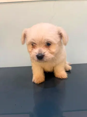 Adorable small white puppy looking for a home