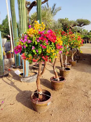 Bougainvillea potted ornamental tree— bright mixed colors, ready to plant
