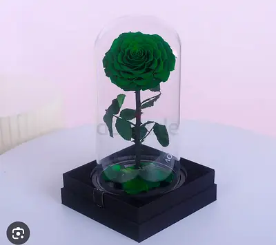 Green forever rose - Preserved Green Rose in Glass Dome Decorative Display worth 300 aed