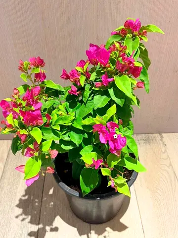Potted Bougainvillea Plant - Healthy Pink Blooms, Ready to Replant