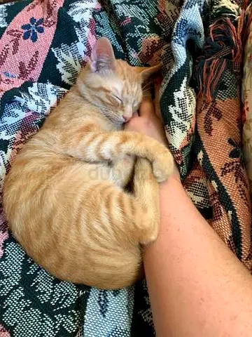 Cat for Free Adoption -قطة للتبني مجاناً