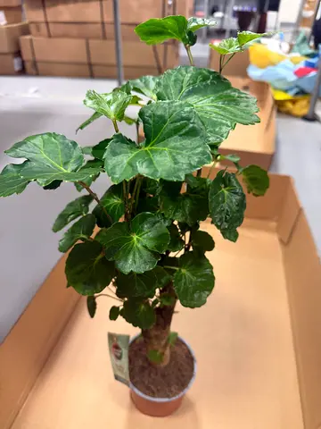 Fabian Aralia ~ 30/40cm ht