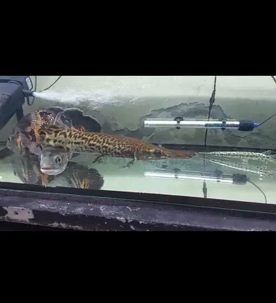 The Florida Gar is a rare specimen, and the Alligator Gar is also rare and large in size; there are